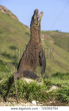 The Komodo dragon (Varanus komodoensis) stands on its hind legs. It is the biggest living lizard in the world. On island Rinca. Indonesia.