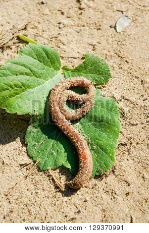 Worm covered  with sand crawls in sand