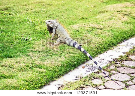 Leguan on Aruba island in the Caribbean