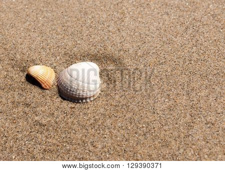 background image of 2 small shells in sand on the beach