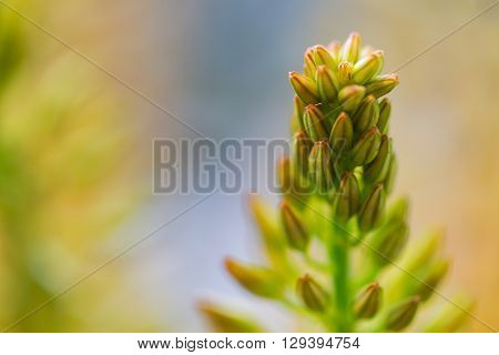 gardening, plants, floristry, nature and flora concept - close up of eremurus foxtail lily or flower