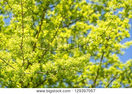 sunny illuminated green tree detail with blossoms and leaves at early spring time