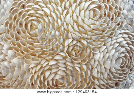 Decorative roses of little sea shells on the exhibition. Abstract scene. Beautiful seashell.