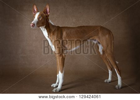 Purebred Podenco ibicenco dog standing in front of brown background