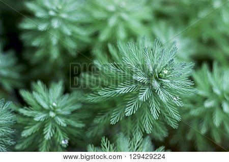 small water drops on green plants after rain