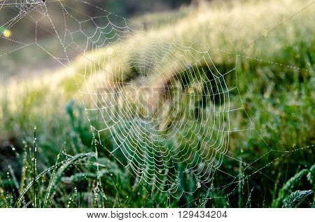 cobwebs in the rays of dawn close-up