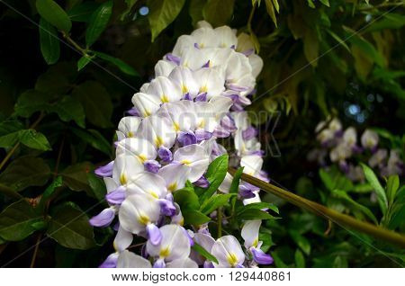 closeup of a blue wisteria flower springtime