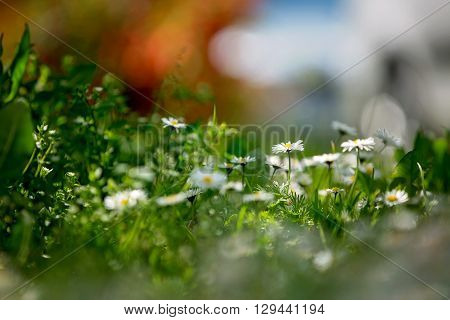 Beautiful Flied With Daisies Flowers, Shallow Depth Of Field