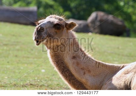 Bactrian Camel-Camelus Ferus, Bactrianus / Bactrian Camel Poses for the Camera