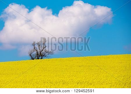 Beautiful Summer Rural Landscape