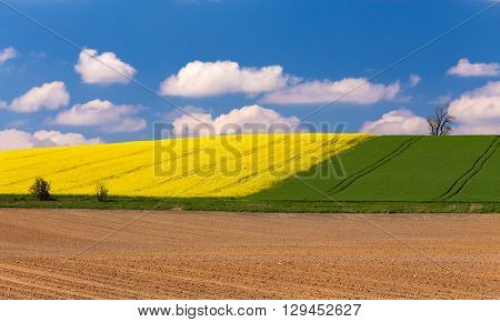 Beautiful Summer Rural Landscape