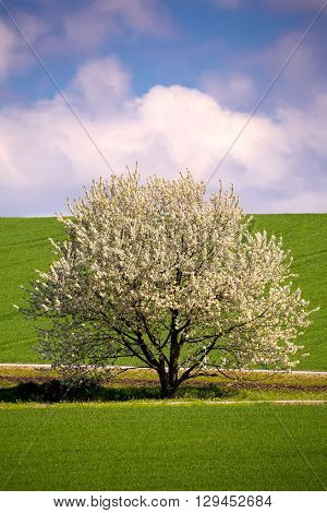 Spring Flowering Tree In Countryside
