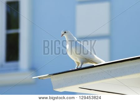 White dove on the roof old building