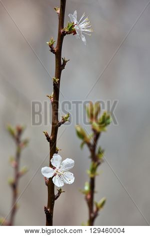 Blossoming apricot flowers on twigs