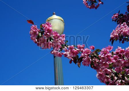 Blossoms bloom on a crab apple tree in Billie Limacher Bicentennial Park in Joliet, Illinois.