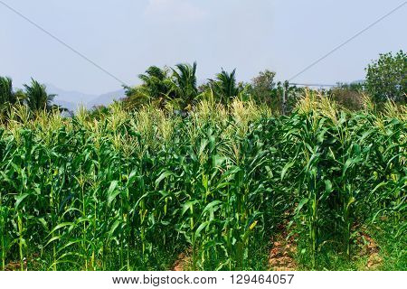 Corn field in Thailand nature background in rural