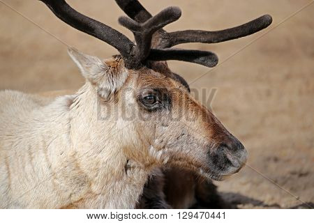 Close up of a rendeer with sand colored background