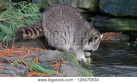 A Raccoon is washing his food in the water