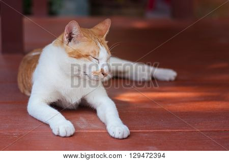 sleeping kitten feeling relex on the wood plate