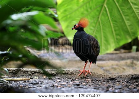 A male Rollulus roulou with a green leaf in the background