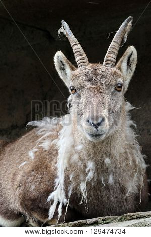 A Moulting Alpine ibex with a dark background