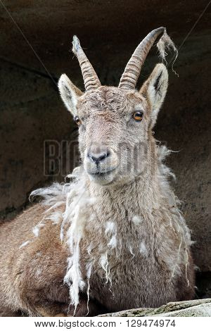 A Moulting Alpine ibex with a dark background