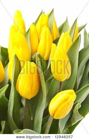 krásné žluté tulipány