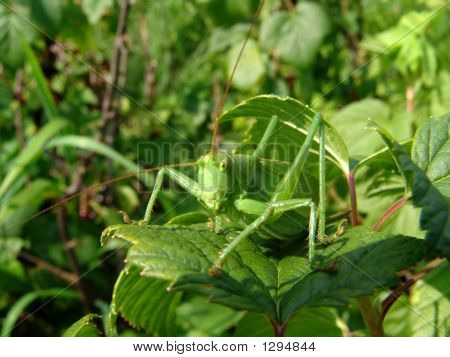 Grasshopper 4