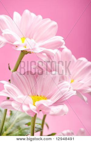 Pink daisy blomster