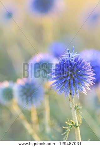 Echinops ritro thistle at sunset