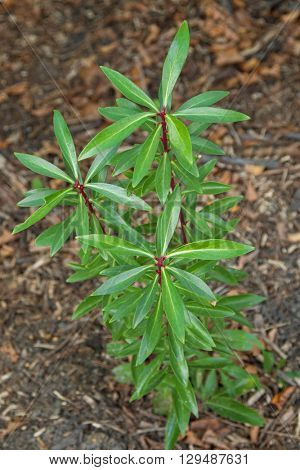 Selective focus of Mountain Pepper Plant, known as Cornish pepper leaf (Tasmannia lanceolata) with red stems grown in Victoria, Australia