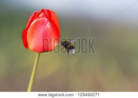 hairy black bumblebee flies up to the red Tulip