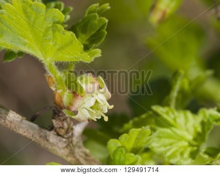 Flower on blossoming gooseberry Ribes uva-crispa macro selective focus shallow DOF