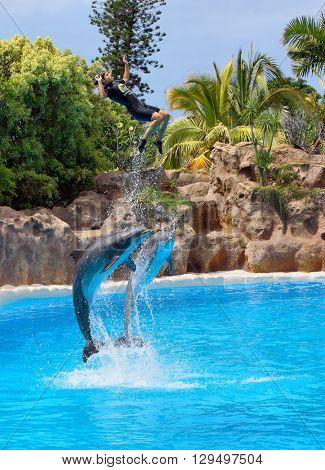 PUERTO DE LA CRUZ, TENERIFE - JULY 12: Dolphin show in the Loro Parque, which is now Tenerife's second largest attraction with biggest dolphin pool on July 12, 2014 in Puerto De La Cruz, Tenerife