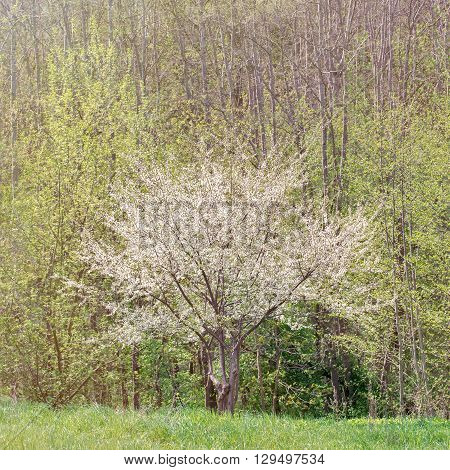 Lonely blooming plum tree near the forest