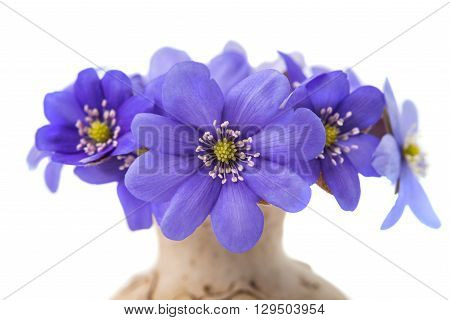 Hepatica nobilis on a white background plantae,