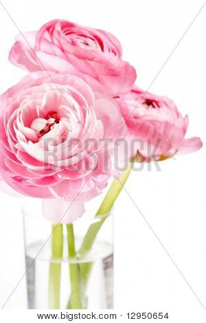 Ranuncolo rosa
