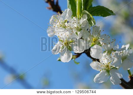 Plum tree in bloom in spring with white flowers