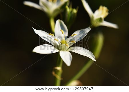 White bloom flower detail on spring meadow