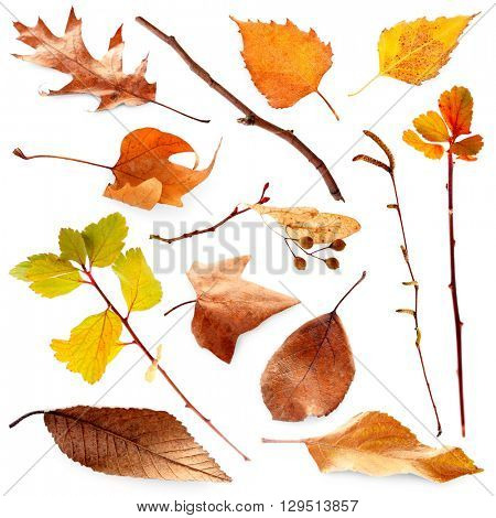 Collection of autumn dried twigs and leaves, isolated on white