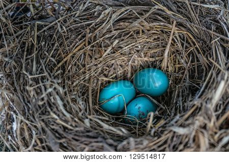 Bird's nest discovered in a Napa Valley vineyard during harvest