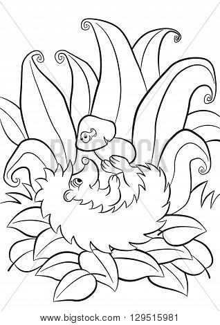 Coloring pages. Little cute kind hedgehog lays and holds the mushroom in the paws. There is small funny worm in the mushrum. The worm and the hedgehog smiles. There are plants grass and leaves around. Autumn.