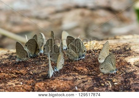 All small cute butterfly on nature background