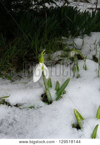 Galanthus under snow
In early spring directly out of the snow Galanthus flowers appear.
