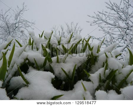 Daylily leaves under snow
Green leaves daylily covered with snow after a spring bad weather.
