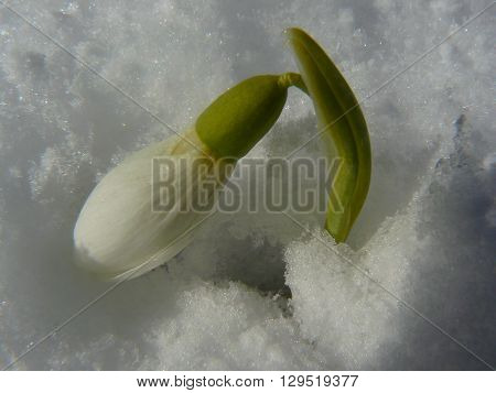Galanthus under snow
In early spring directly out of the snow Galanthus flowers appear.