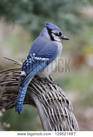 Blue Jay Perched On A Wicker Chair