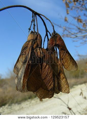 Maple seeds
Autumn maple on the branches leaving only dry seeds, lionfish.
