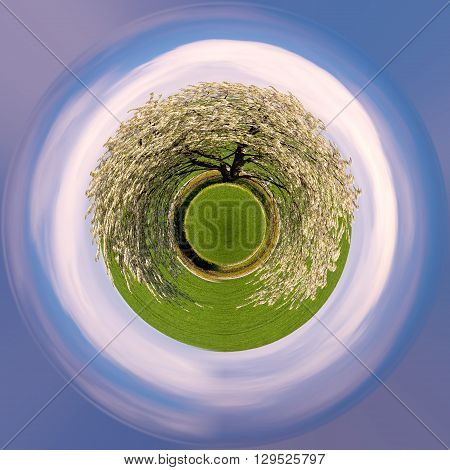 Spring Flowering Tree In Countryside