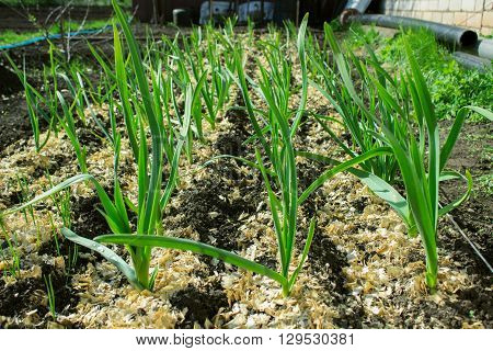 Garden Bed